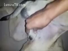 Proud dog owner displays their love for cock as this babe jerks her animals petite ramrod for enjoyment 